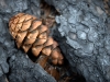 A Douglas-fir cone, with it's characteristic bracts, lying in the burnt bark of a large downed Douglas-fir, B&B Complex fire, Santiam Pass, Oregon Cascades.