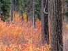 Fall colors in the B&B Complex fire, near McKenzie Pass, Oregon Cascades.